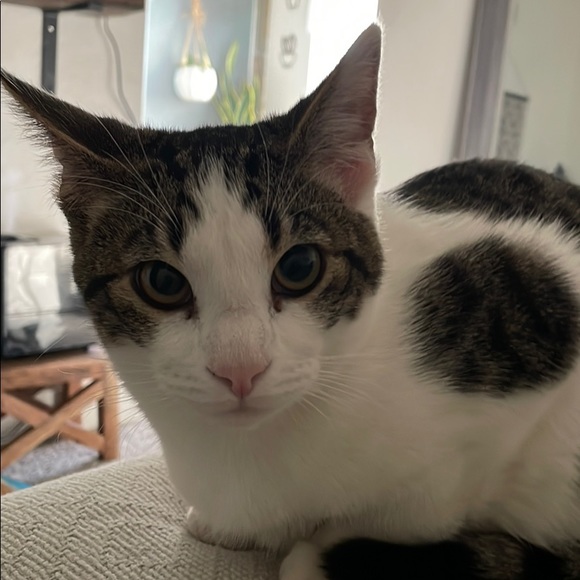 Meet your Posher, Justin - Picture 1 of 1